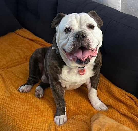 Photo of Bruce