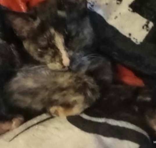 Photo of ZCL kitten 2