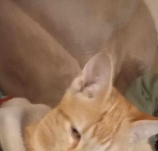 Photo of ZCL kittens