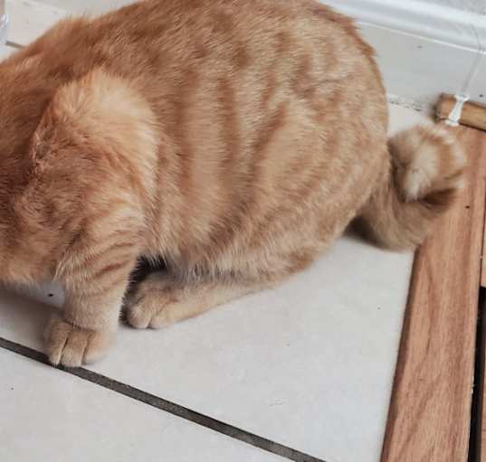 Photo of Cosmo