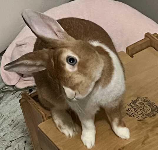 Photo of Atlas