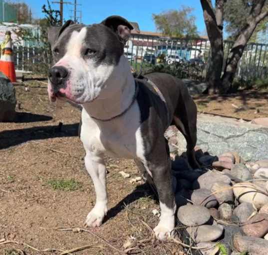 Photo of Petey