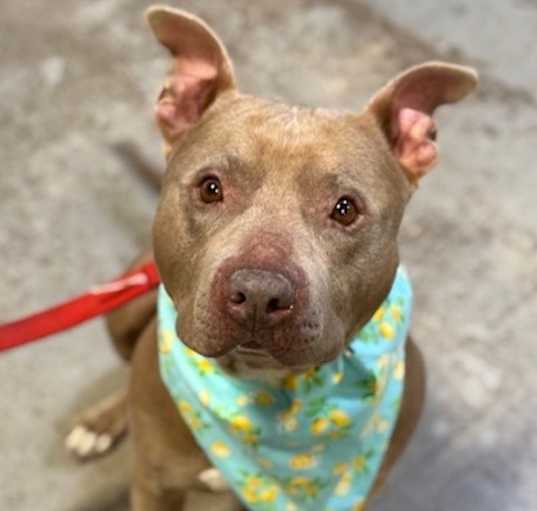 Photo of Deuce