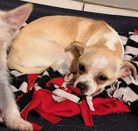 Photo of Bentley