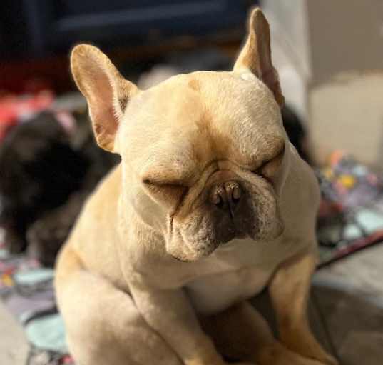 Photo of Dixie