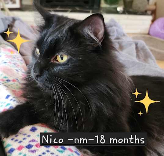 Photo of Nico