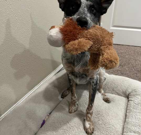 Photo of Rocket