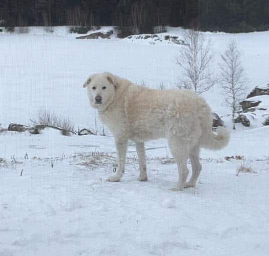 Photo of Bear