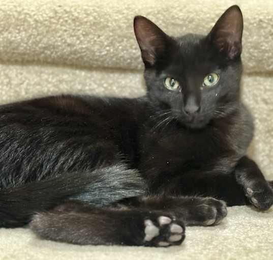Photo of Shadow