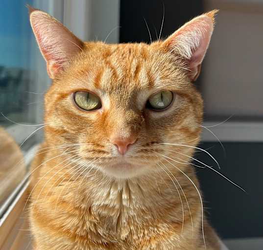 Photo of Marmalade