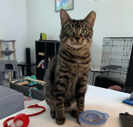 Photo of Barney