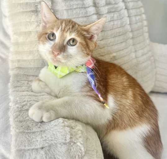 Photo of ALONZO