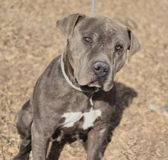 Photo of LILA