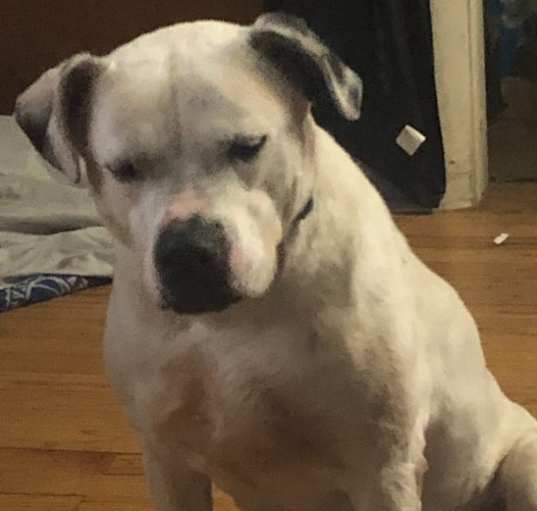 Photo of Cookie