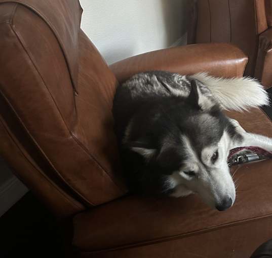 Photo of Ace