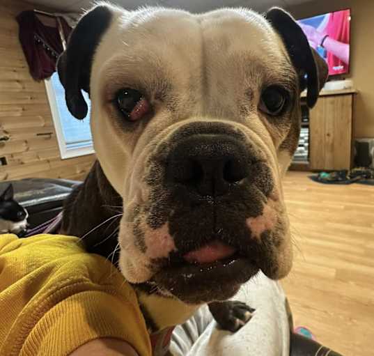 Photo of Gypsy