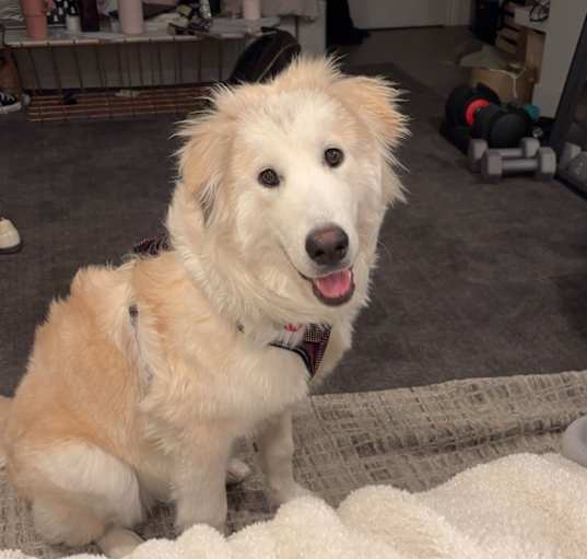 Photo of Nala
