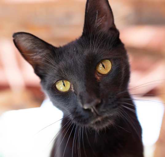 Photo of Clive