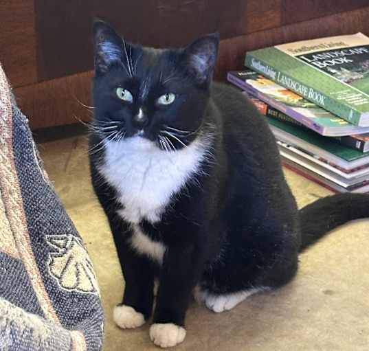 Photo of Shadow