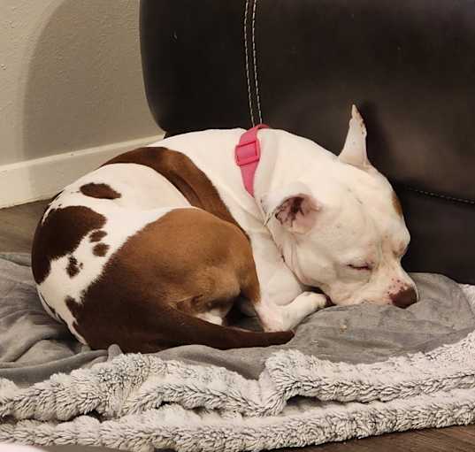 Photo of Bailey