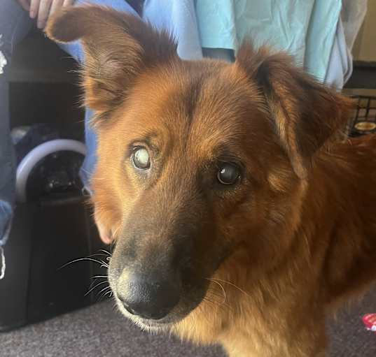 Photo of Lucky~adopted!