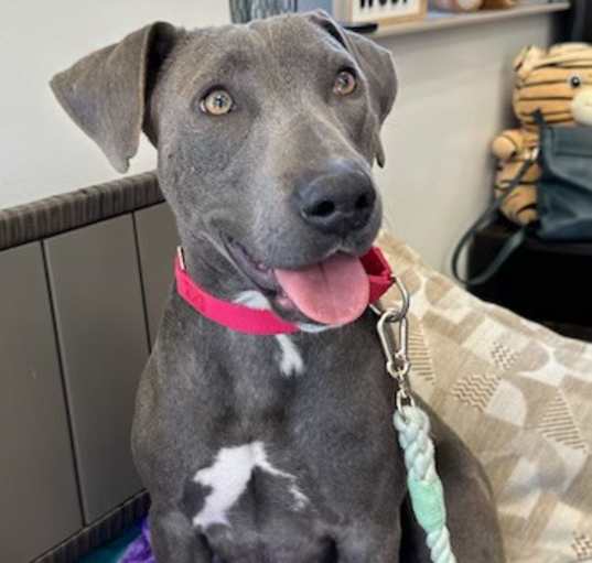 Photo of 4PAWS Betty