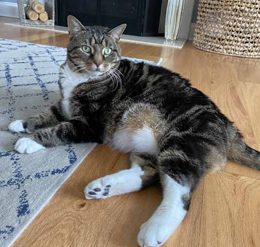 Photo of Scooter