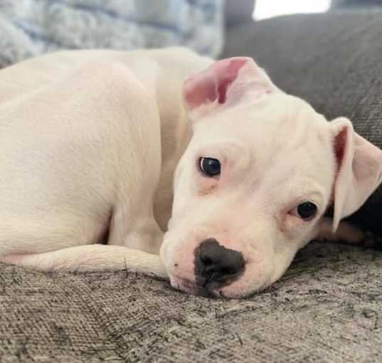 Photo of Pepper