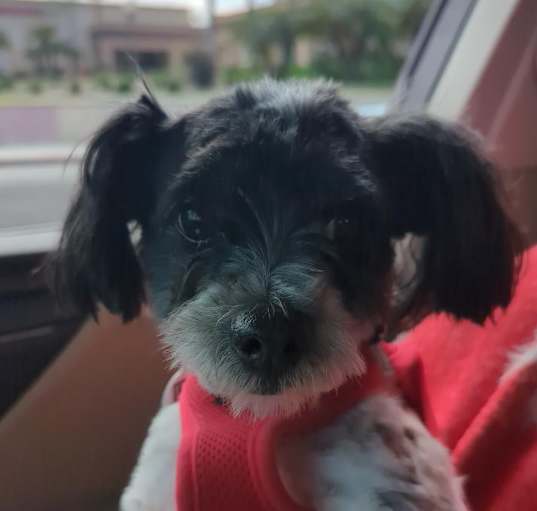 Photo of Theo