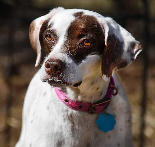 Photo of Lulu- Foster to Adopt