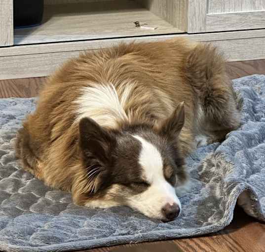 Photo of Brisket