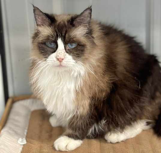 Photo of Bluebell