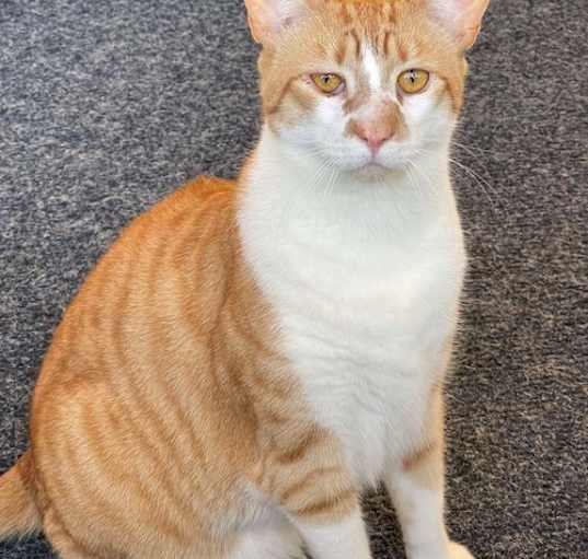 Photo of Rajah