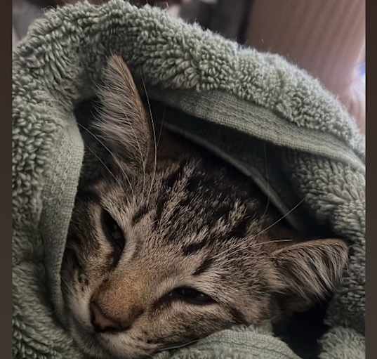 Photo of Bella