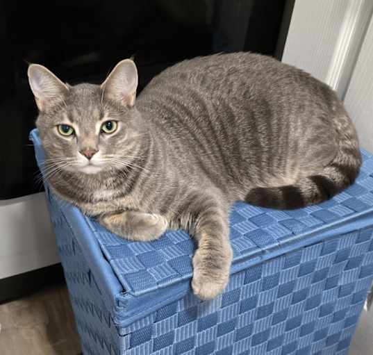 Photo of Baki