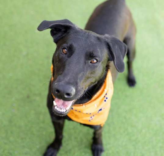 Photo of Brutus