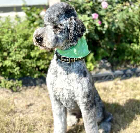 Photo of Grey