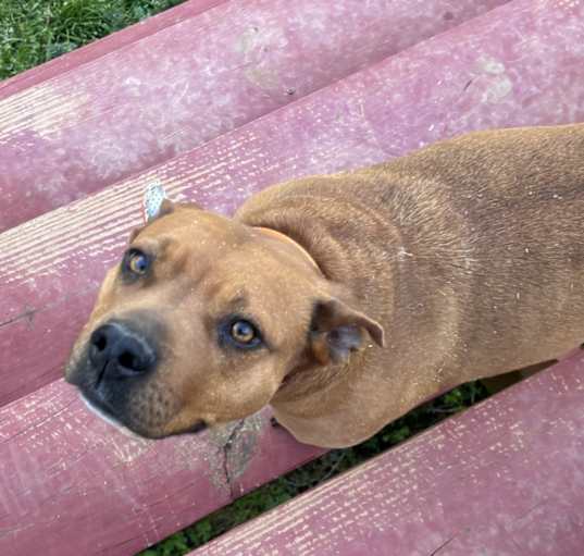 Photo of Dixie