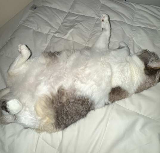 Photo of Molly