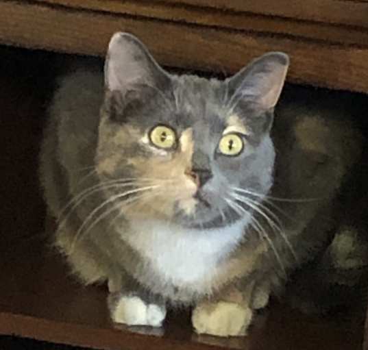 Photo of Shadow