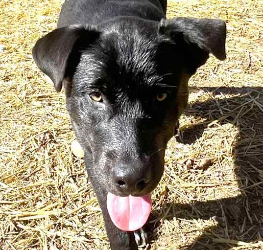 Photo of Onyx