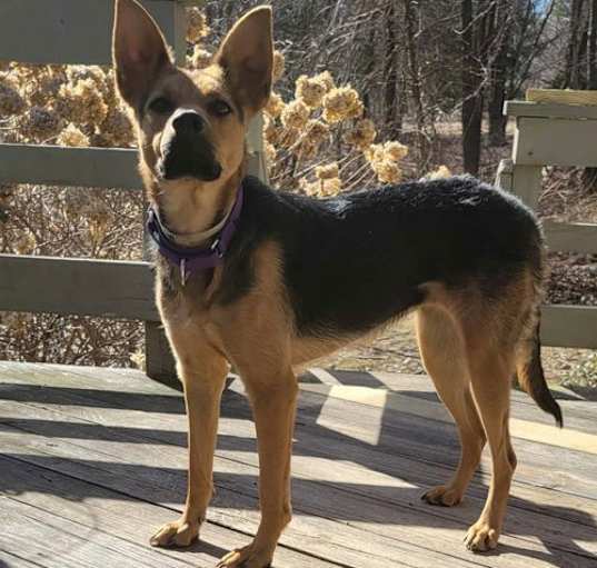 Photo of Lady
