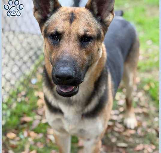 Photo of *SGT FORREST