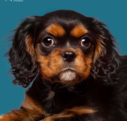 Photo of Dolce