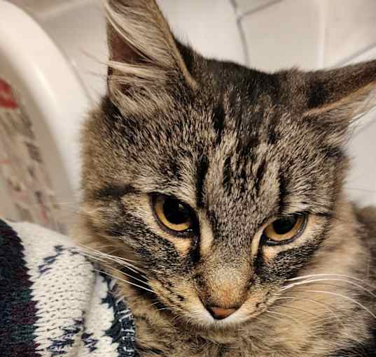 Photo of Cinder