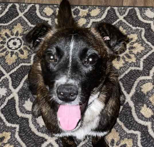 Photo of Maple. ADOPTED