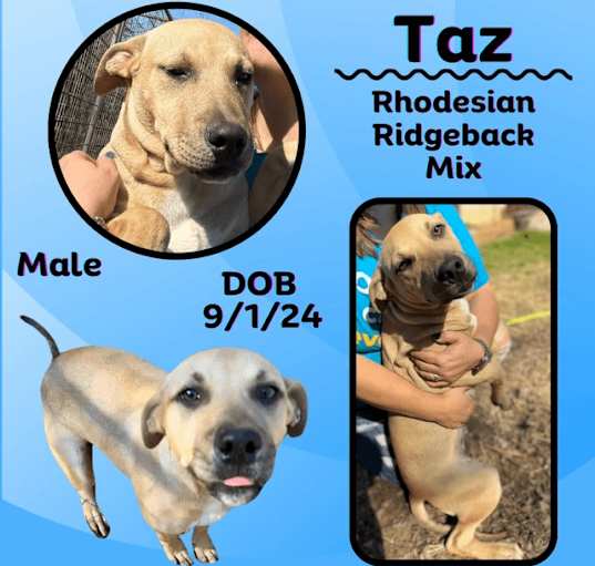 Photo of Taz