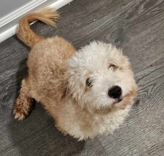 Photo of Doodle