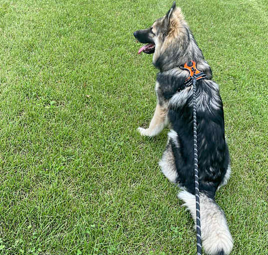 Photo of Milo