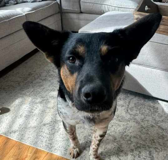Photo of Ketchup